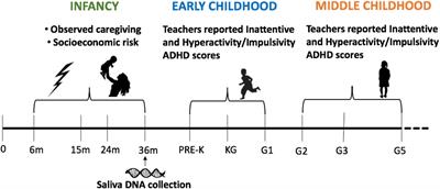 Catechol-O-methyltransferase Val158Met Genotype and Early-Life Family Adversity Interactively Affect Attention-Deficit Hyperactivity Symptoms Across Childhood